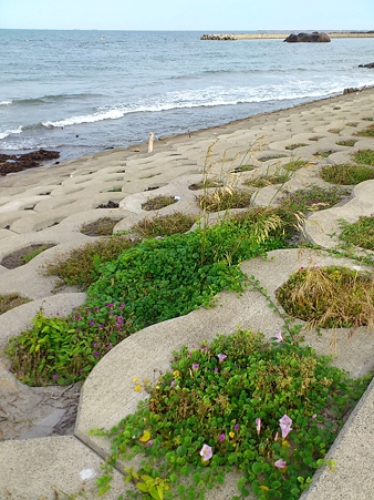 七ヶ浜