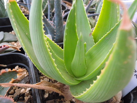 Aloe falax