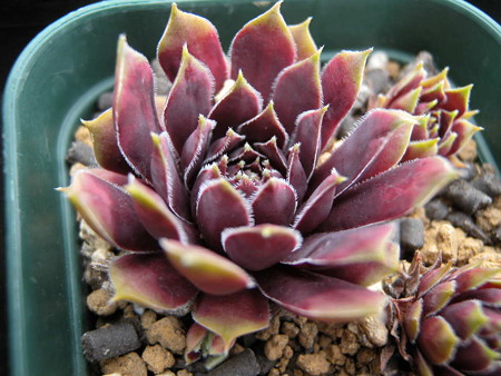 Sempervivum 'Black boy'
