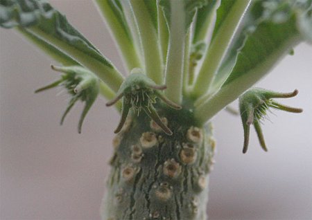 ドルステニアの花