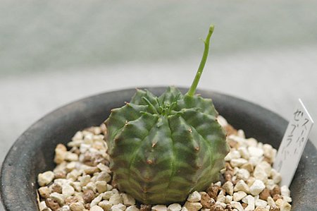 ゼブラ・バリダ