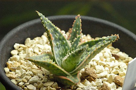 Aloe carmine