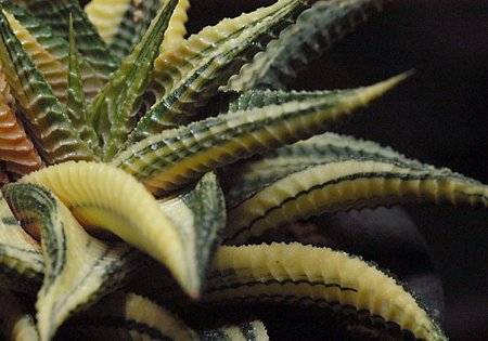 Haworthia limifolia f. variegata