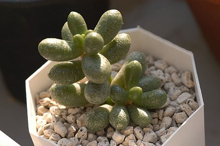 緑亀の卵