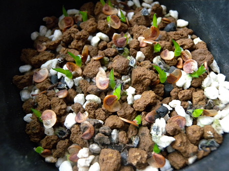 Dyckia seeding