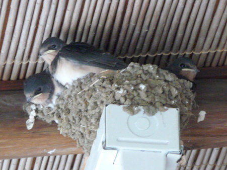 090612-銭洗弁天のつばめ (16)