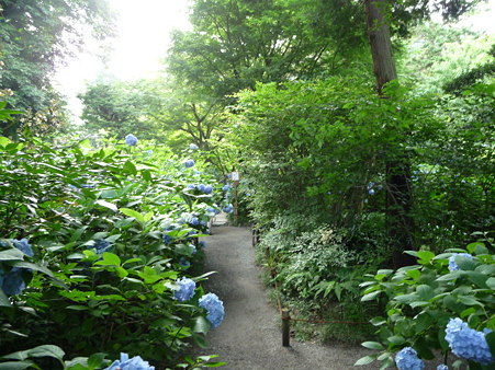 090625-明月院 (87)