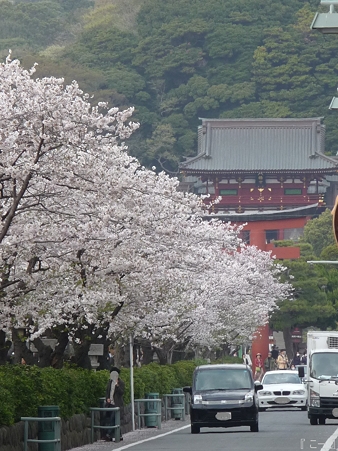 110411-鎌倉 段葛 (25)