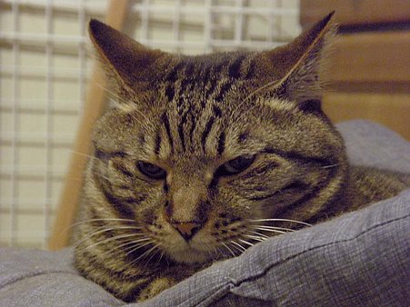 秋のプ−ちゃん拡大