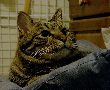秋のプ−ちゃん拡大