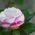 Photos: 開き初め