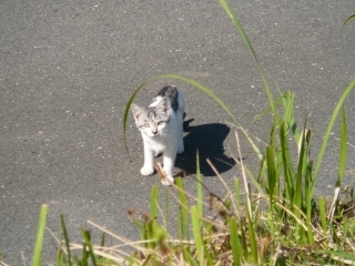 子猫2