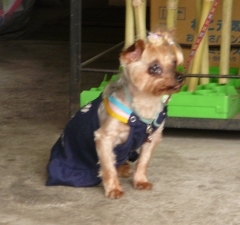 衣装犬