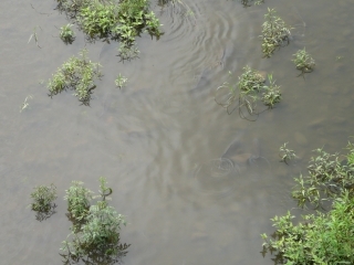 魚