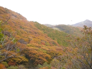 紅葉
