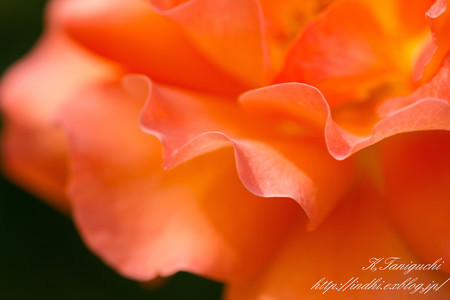 一本木公園 薔薇祭り