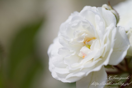 一本木公園 薔薇祭り