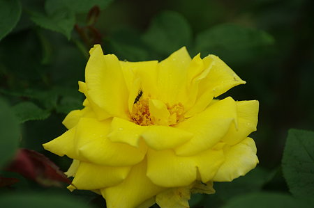 IMGP2229