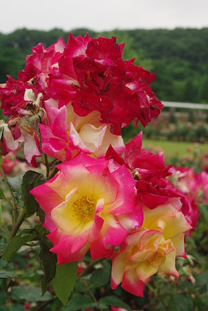 IMGP3766