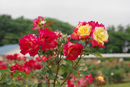 IMGP3750