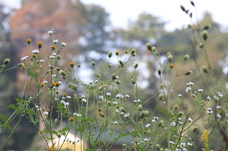 2011.10.25　和泉川　コセンダングサとヒメジョオン