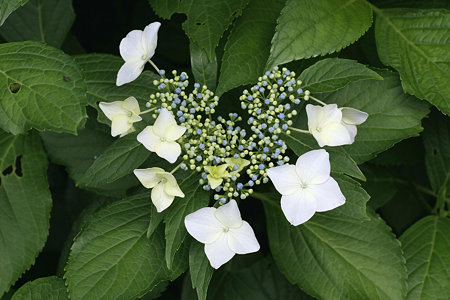2009.06.06 追分市民の森 紫陽花