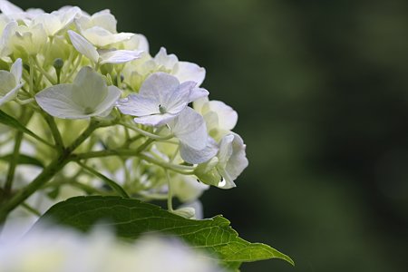 2009.06.06　追分市民の森　紫陽花-1