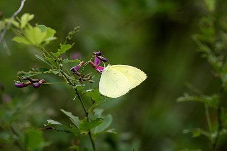 2009.08.08 和泉川 キチョウ