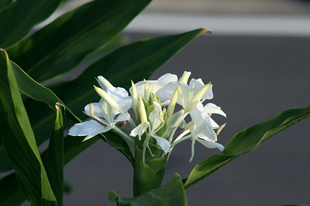 2009.10.31 鶴見川 ショウガ
