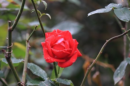 2010.11.26 和泉川 垣根の薔薇