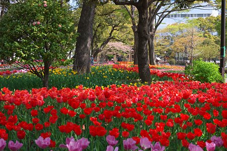 2011.04.15　横浜公園　チューリップまつり-15