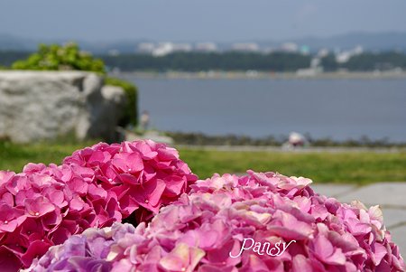 海と・・紫陽花と・・八景島 2