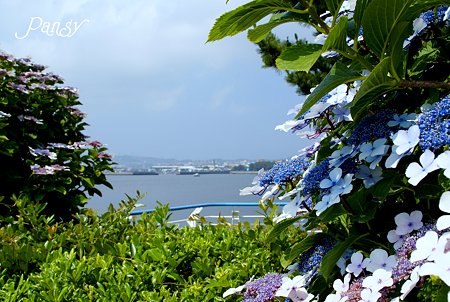 海と・・紫陽花と・・ 八景島 3
