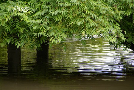 夏の日の水辺にて・・2