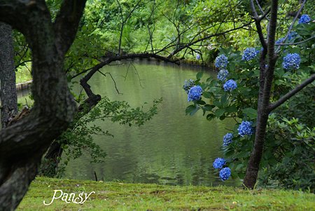 名残りの紫陽花咲く池・・
