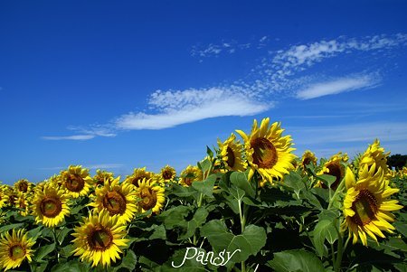 空と・・雲と・・ひまわりと・・♪