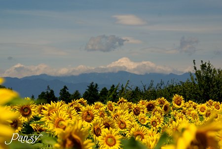 丹沢の山並みと・・ひまわりと・・