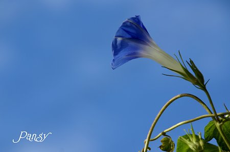 blue in blue・・