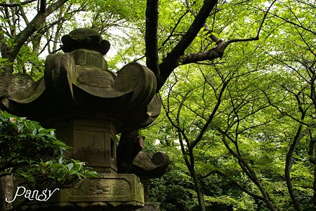 石灯籠と・・夏緑・・