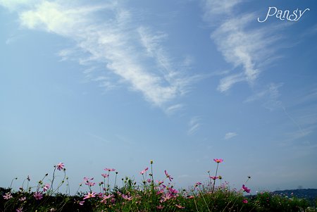 丘の上の秋桜・・6
