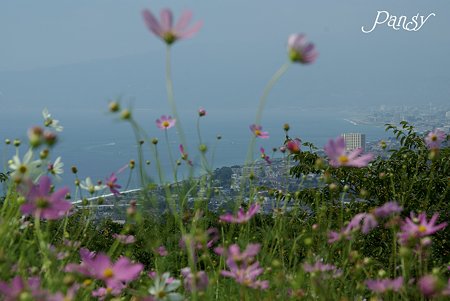 丘の上の秋桜・・10