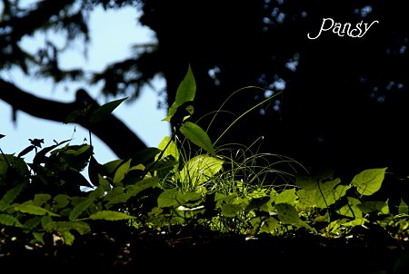 leaves・・