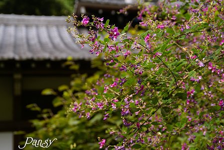 萩咲く寺院・・