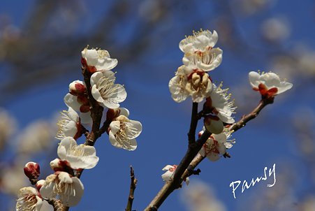 浄妙寺に咲いて・・1
