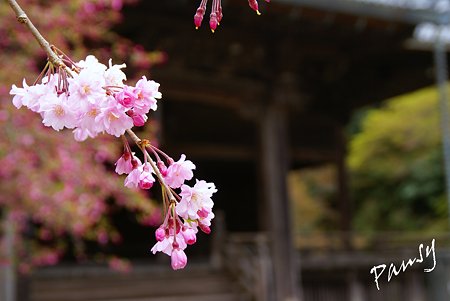 妙本寺の桜景色・・4