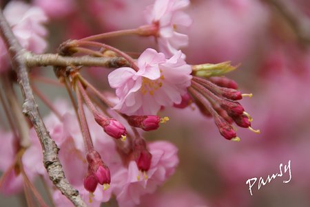 妙本寺の桜景色・・5