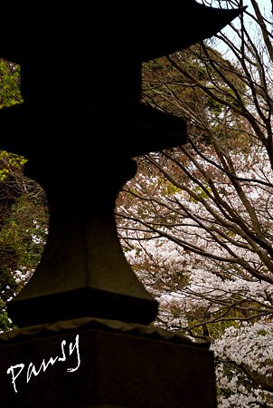 妙本寺の桜景色・・6