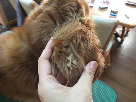 ハサミだけでは取り切れず