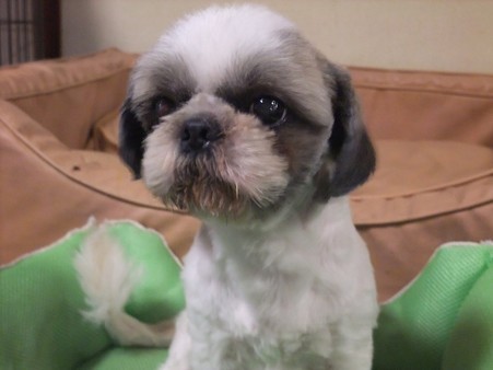 いい犬になったんちゃう?