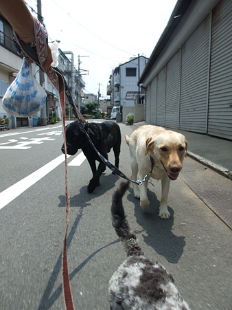 いつもとは違った角度からの散歩ショットで^^